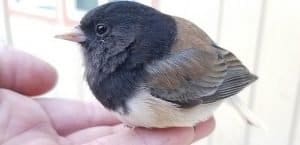 Bird in Hand Theory Explained & Why It's Important – Dividends Diversify