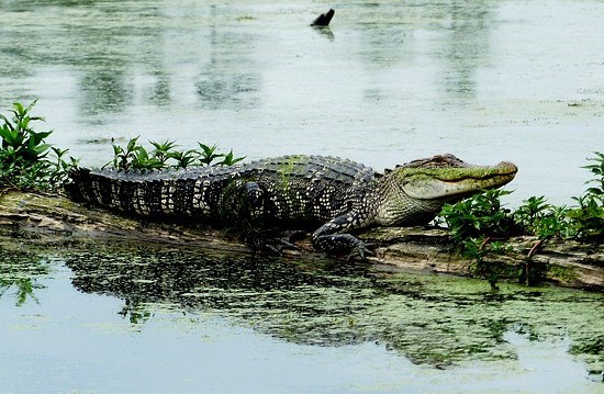 worst things about living in Louisiana