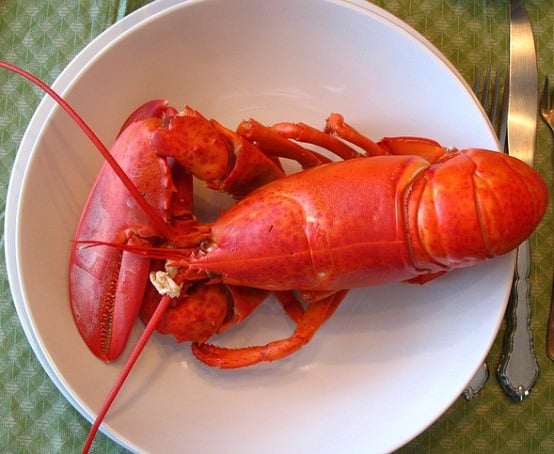 Fresh Maine lobster