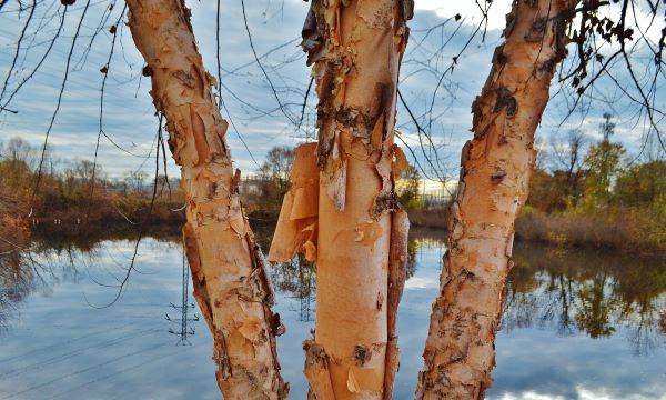 beauty of the outdoors for Greenville life